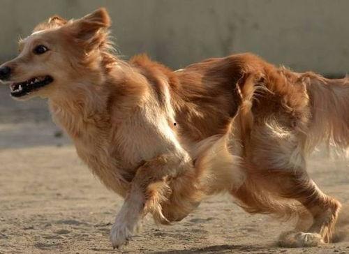 胖犬来爆料视频 第3张 胖犬来爆料视频 第3张